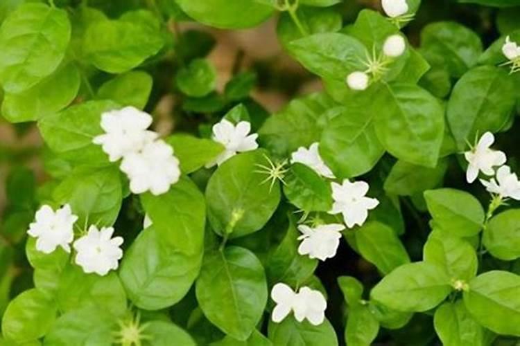 桂花树为什么不长新芽,掌握四个方法让其萌生新芽