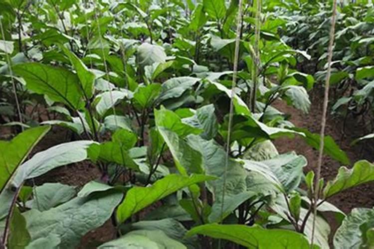 种植葵花用什么肥料好？