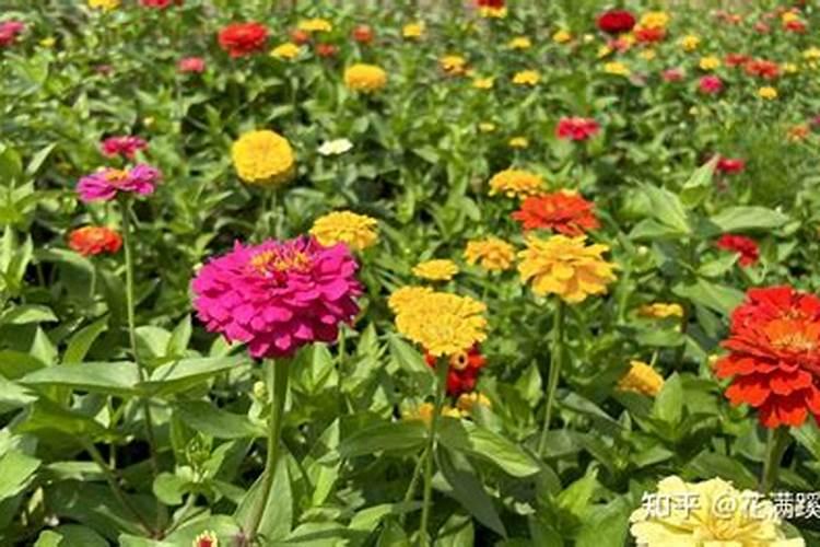 百日草养护要点