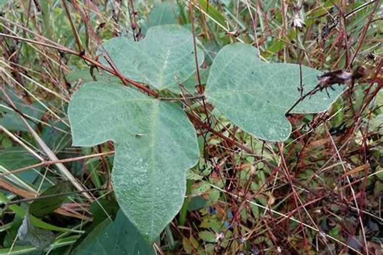 种植葛根该如何施肥灌水？
