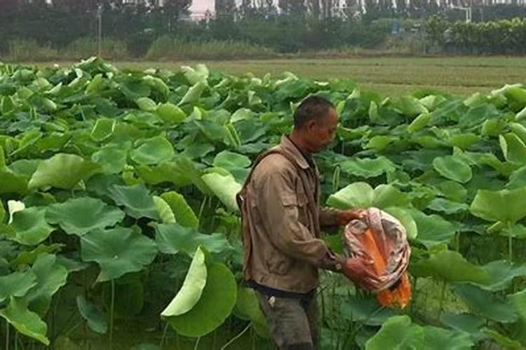 莲藕什么时间种植最好？种苗种植方法介绍!
