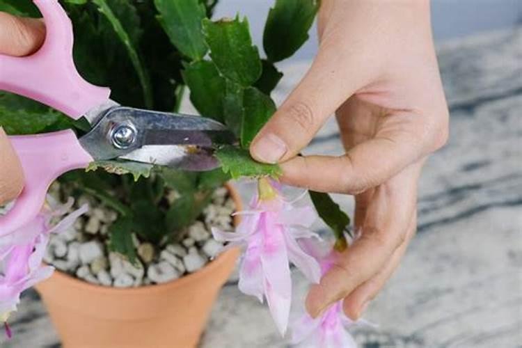 蟹爪兰施什么肥:最好生长期氮肥,开花前磷肥