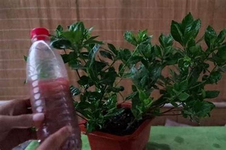 我家没有胣肥怎样才能让植物长的快