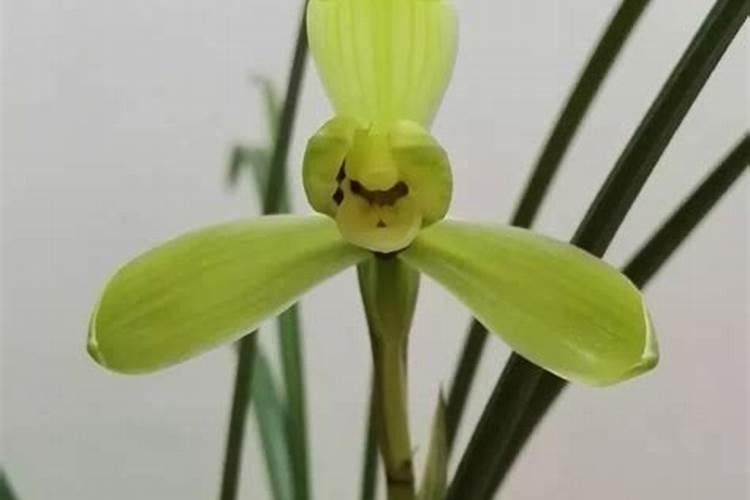 兰花冒花芽需要具备哪些条件