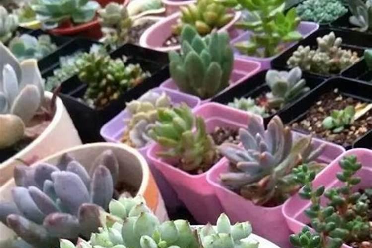 多肉植物用什么肥料比较好