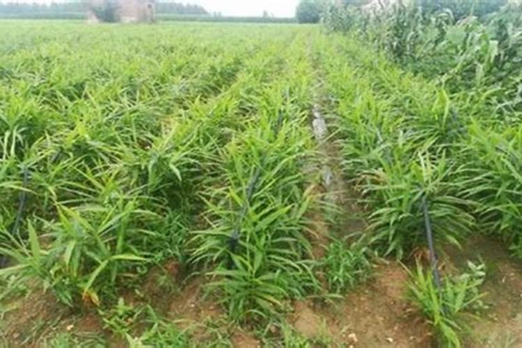 在农村种植生姜,田间管理有哪些？