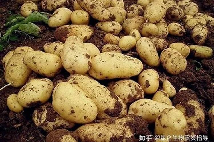 种土豆用什么肥料好