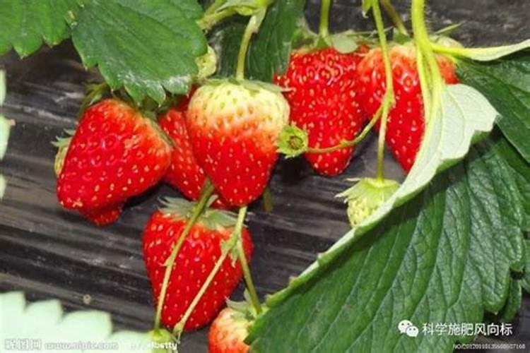 种草莓施什么肥才甜