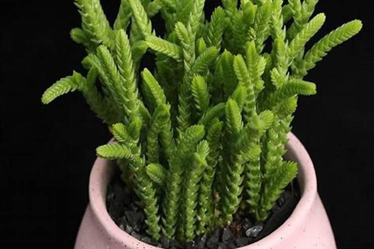 多肉植物用什么肥料比较好