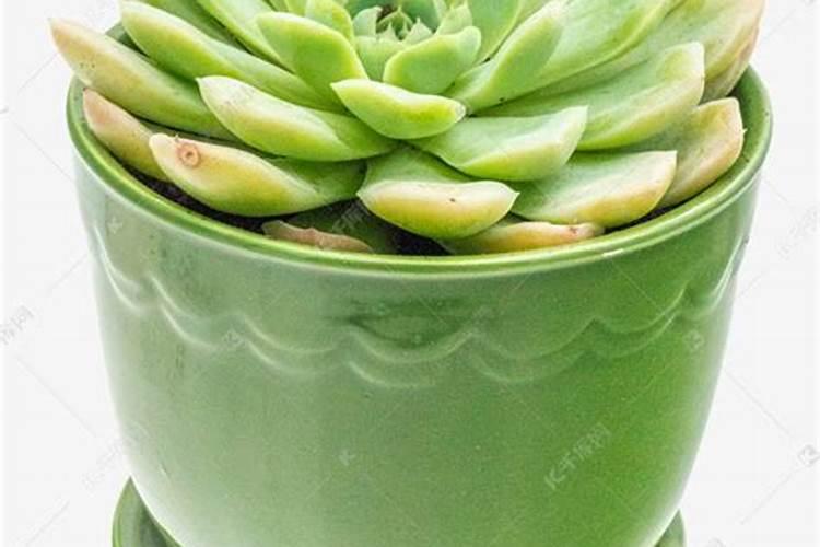 养殖多肉可以用哪些天然肥料