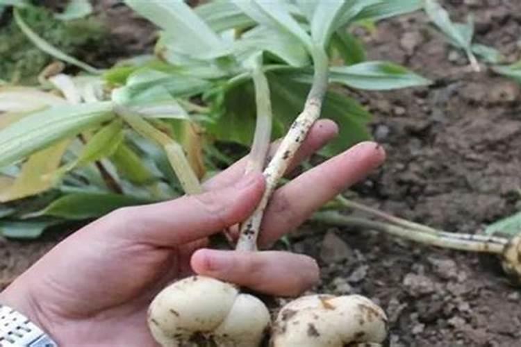 东北地区种植贝母用底肥不？