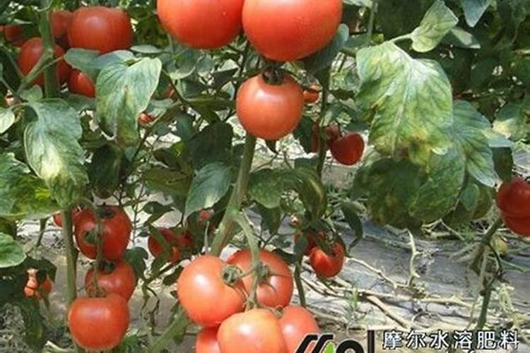 番茄在我国种植非常广泛,番茄产生膨果慢的原因是什么？