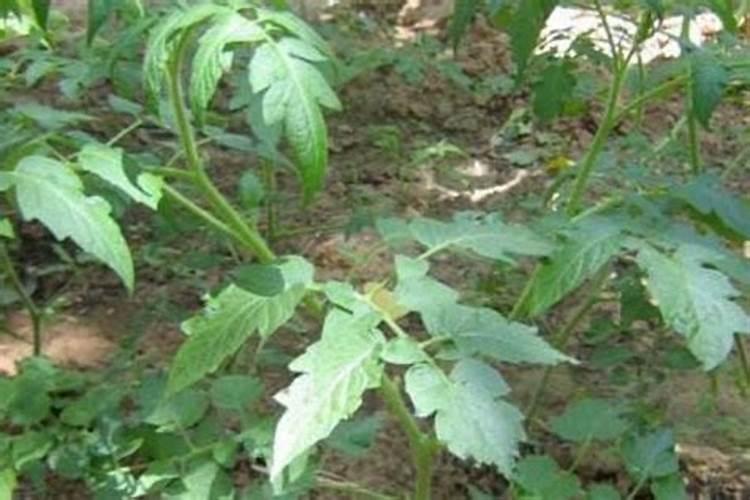 西红柿秧太矮,又粗壮,果实不爱涨怎么办？