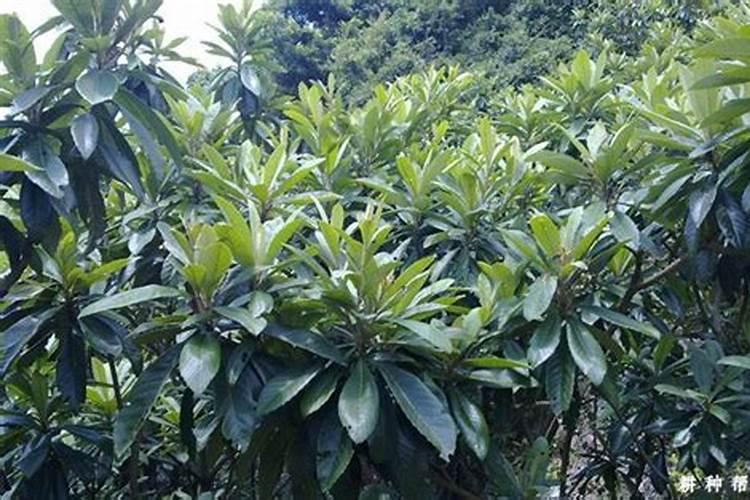 枇杷施肥用什么最好