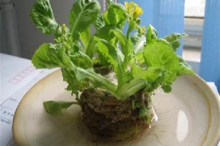 娃娃芹是什么菜？
