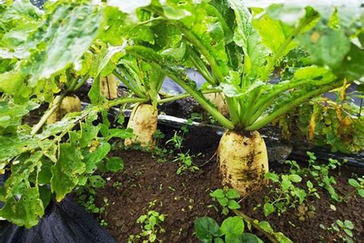 沼液喂猪能预防疾病吗？曾重快多少？沼液有什么营养成分啊？