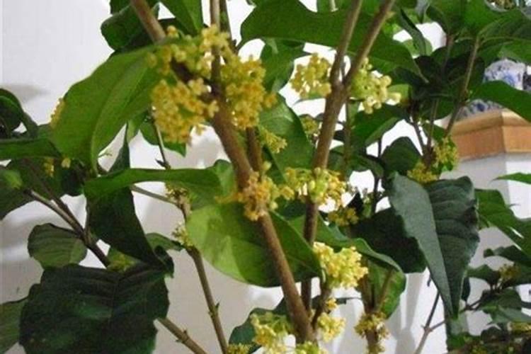 桂花怎样追肥