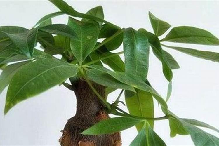 发财树怎么施肥