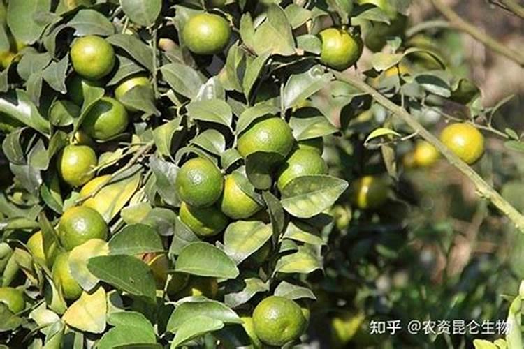 新种沙糖桔如何管理施肥