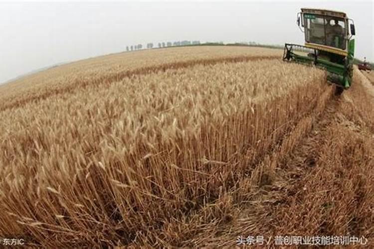 小麦追肥时间怎么确定？肥料怎么选？