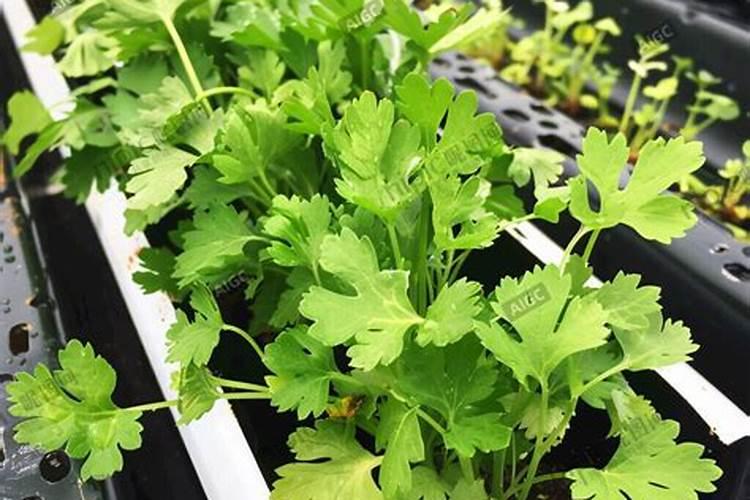 芹菜怎样施肥