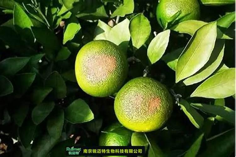 柑橘在落果结束以后,怎么样进行水肥管理？