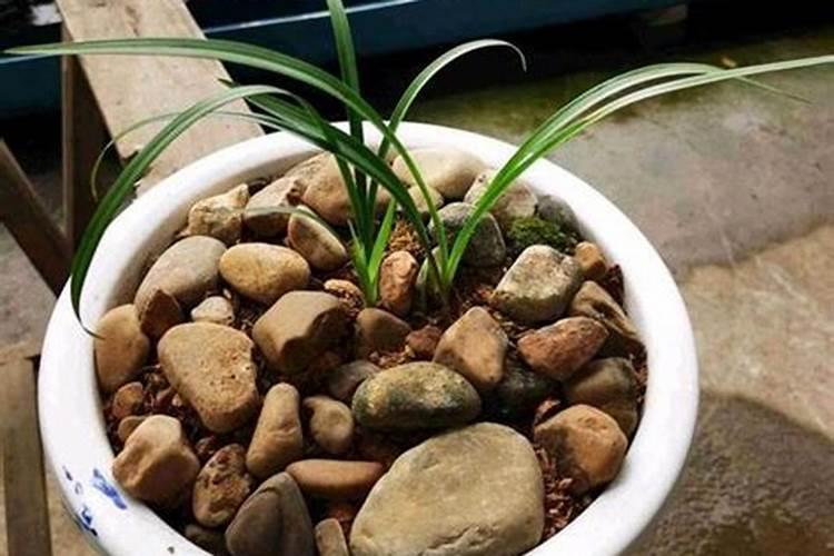 死虾能直接放水里给碗莲当肥料吗？