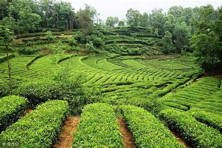 新栽的茶苗应该怎样正确施肥呀