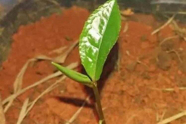 新栽茶苗该采用何种施肥方式