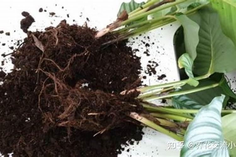 竹芋施什么肥最好