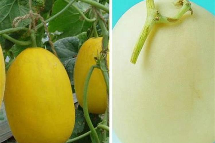 甜瓜定植后管理技术甜瓜应该怎么种植