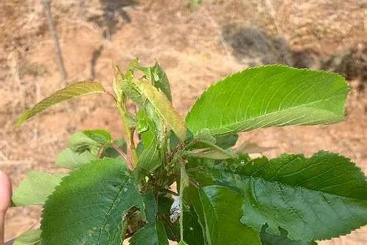 ...时期用硼肥和磷酸二氢钾？请问大樱桃树什么时候打磷酸二氢钾和流体...