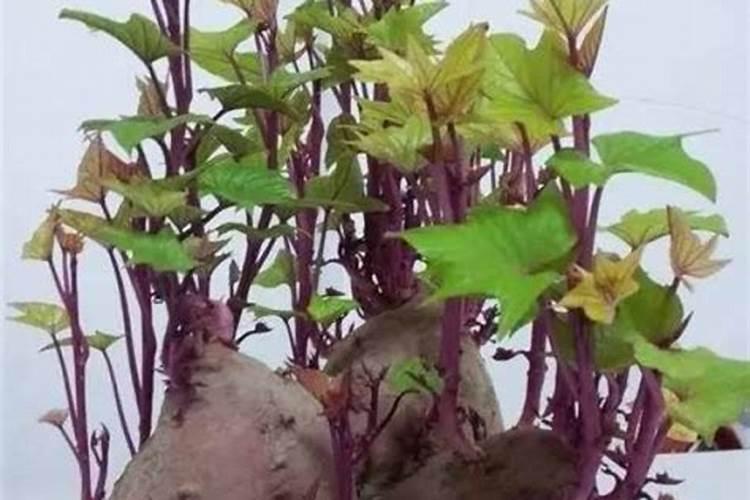 老师地瓜生长期如何施肥浇水？施啥肥比较好？