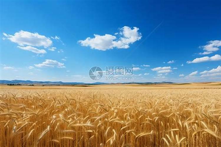 小麦底肥用什么好？