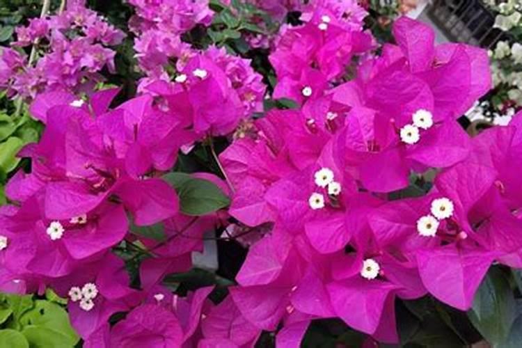 白兰花施什么肥最好