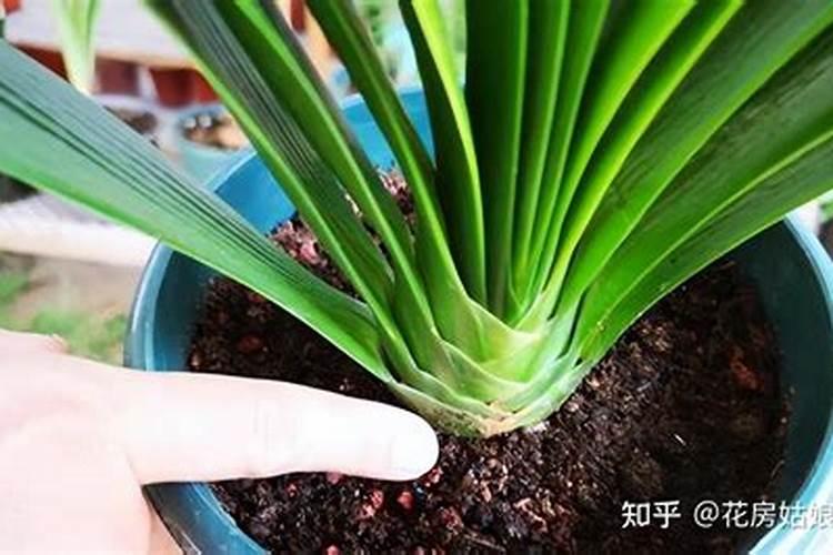 养花不换土加肥行吗