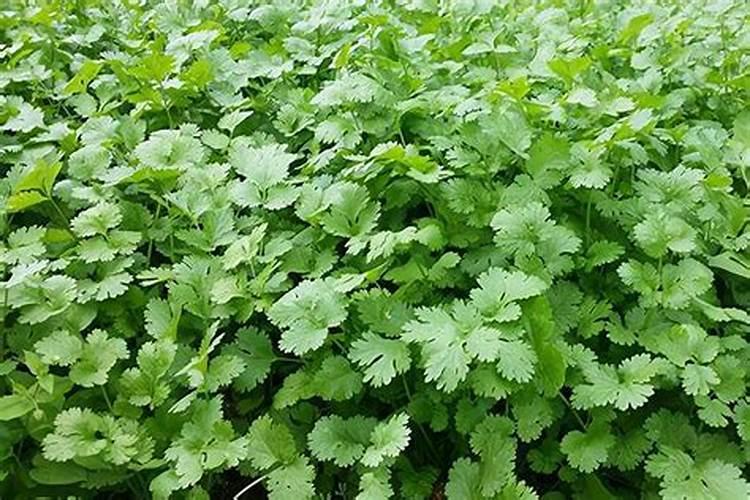 种香菜用什么肥料最好