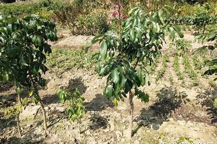 龙眼开花后怎么养 龙眼开花后如何养殖