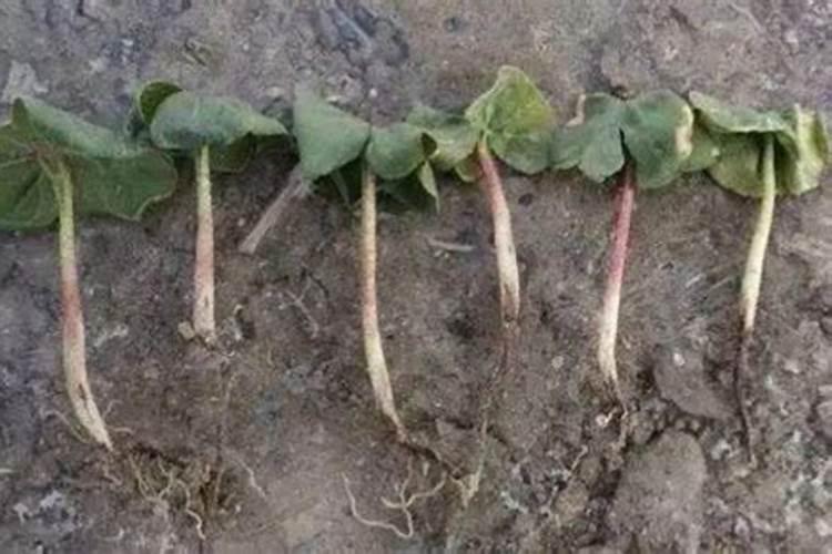 棉花缺素症缺磷症