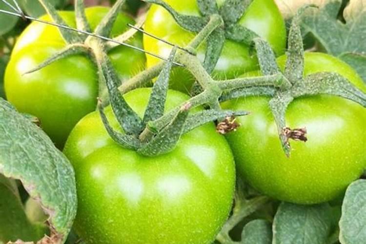 大棚西红柿定植后什么时候开始喷叶面肥？
