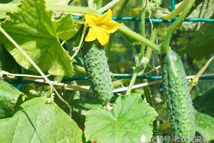 黄瓜定植后浇什么肥料
