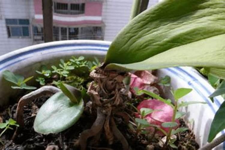 上网发现蝴蝶兰施肥不宜喷在其叶面上,那我家得肥料是叶面肥,我该喷在...