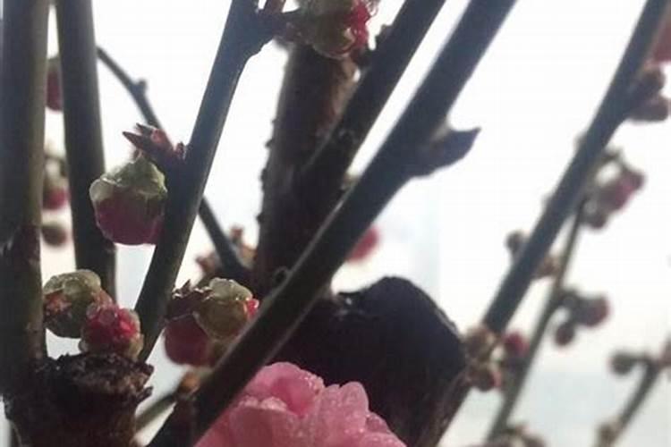 敌敌畏喷雾红梅树叶子怎么会掉下来？