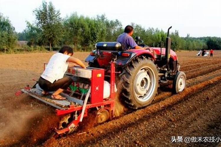 小麦底肥施啥复合肥好 小麦底肥用什么复合肥最好