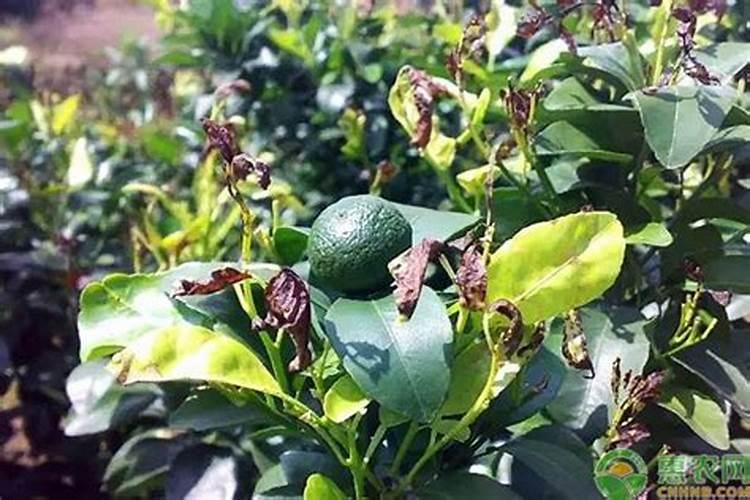 沙糖桔引起菠萝果了还可以喷钾叶面肥吗？