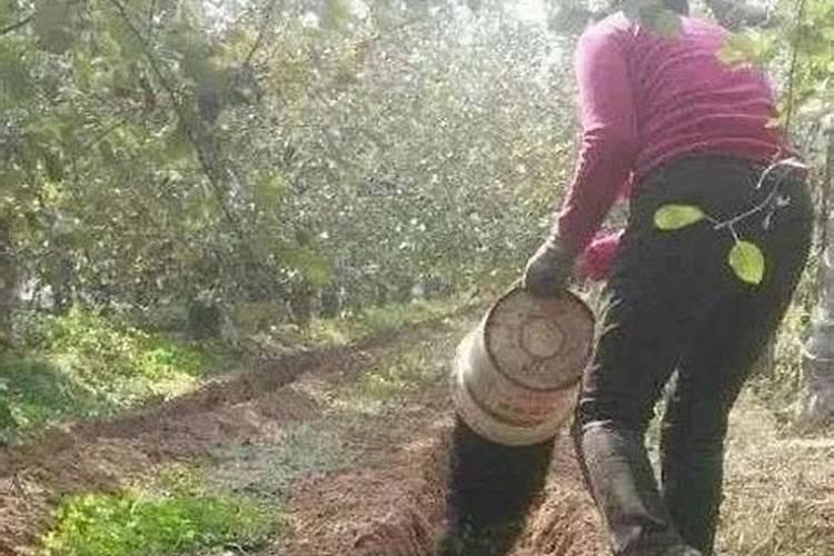 果树需要什么肥料？果树施什么肥料最好？