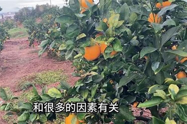 柑橘保花保果用什么药最好