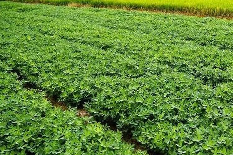 种花生怎样施底肥？