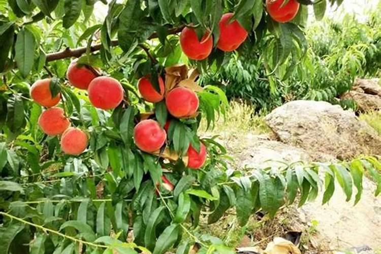 桶柑秋季施什么肥