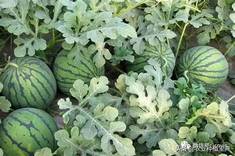 西瓜伸蔓期都接瓜了需要追什么肥